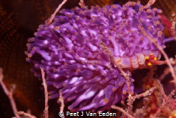 Colorful walking sea anemone by Peet J Van Eeden 